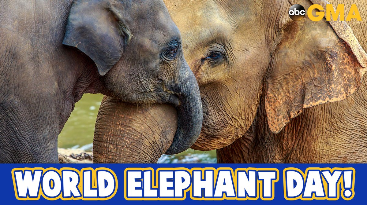 GMA's tweet photo. Happy #WorldElephantDay https://t.co/4SGFKnuYFT