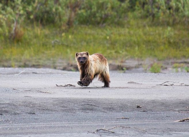 US Department of the Interior (@interior) on Twitter photo Here’s a rare sight: The elusive #wolverine <a href="/GatesArcticNPS/">Gates Of The Arctic</a> in #Alaska Here’s a rare sight: The elusive #wolverine <a href="/GatesArcticNPS/">Gates Of The Arctic</a> in #Alaska