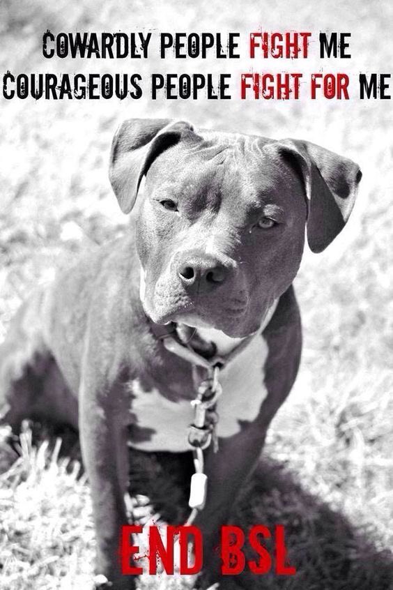 Clubberkate's tweet photo. Another poor dog victimised by its looks rather than its behaviour... #savezane #EndBSL https://t.co/k5QMoM5cFp