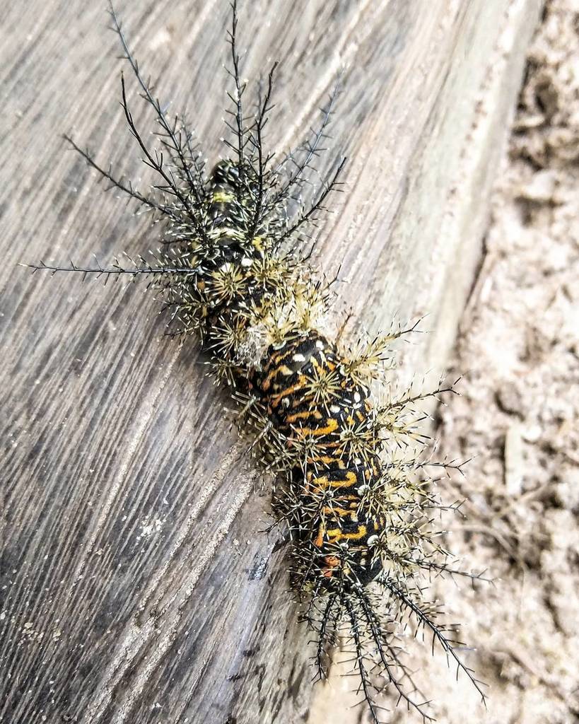 _shomyshomy's tweet photo. #shomyshomy #digitalartist #photo #nexus6 #caterpillar #aliennature #junglelife #abstractn… https://t.co/kYSxRU9lTU https://t.co/9Ik35LmADm