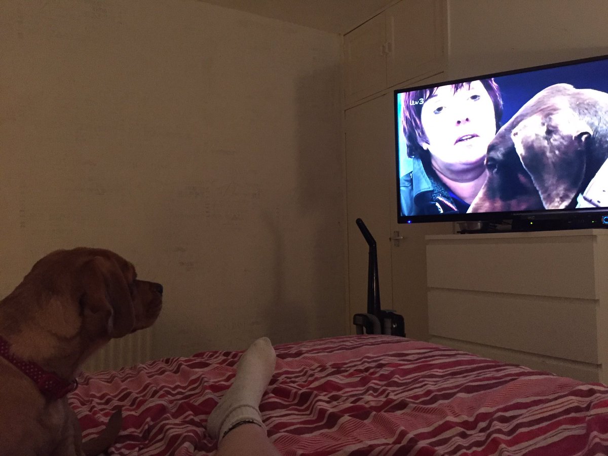 Fairlie09's tweet photo. She's at it again!lol @itvpogdogs_ https://t.co/MD20SZhlL3