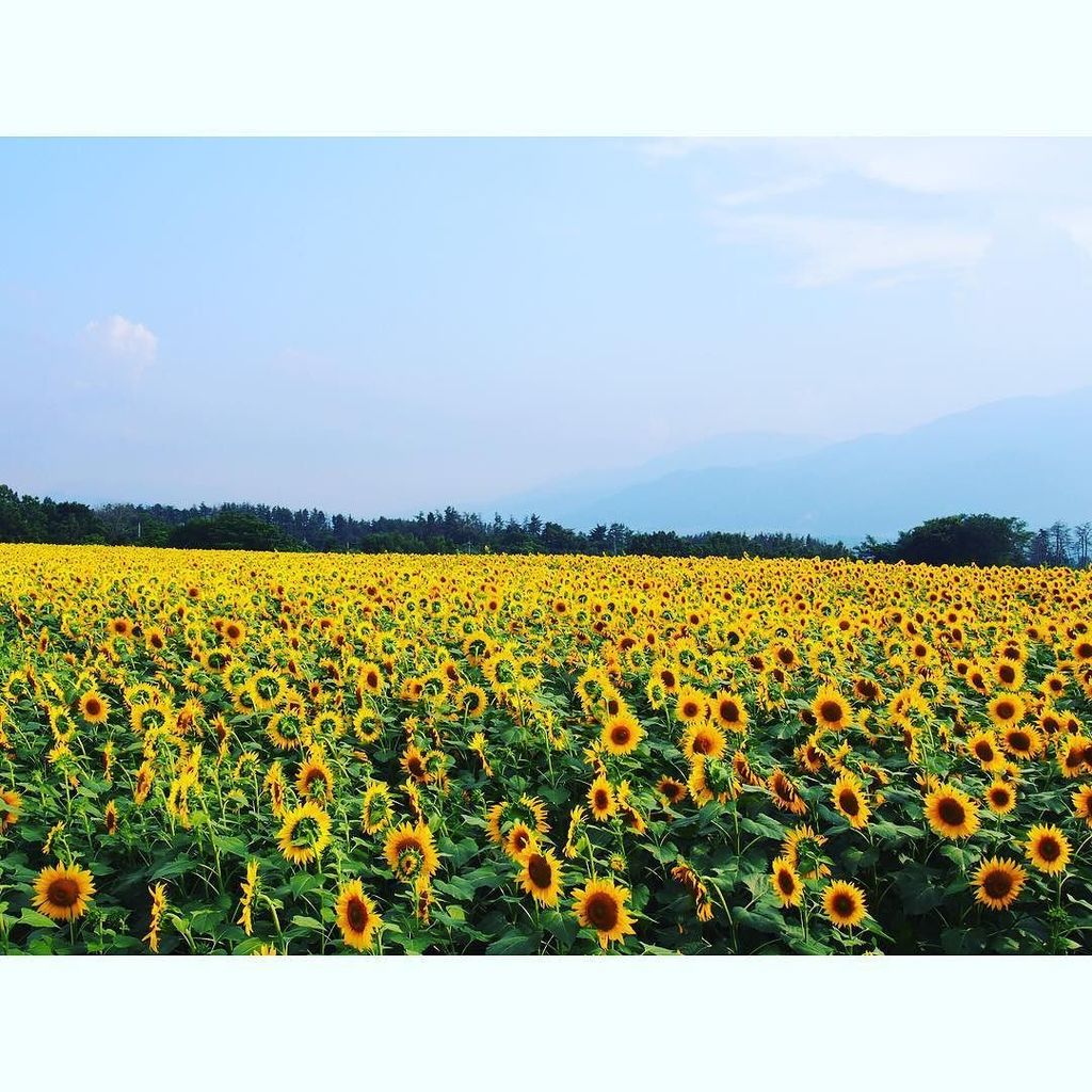 sayurin626's tweet photo. ✨🌽🌞🌻🌻🌻🌞🌽✨
#summer #summertrip #suflower #sunflower #zekkei #yamanashi #japan https://t.co/olwXGqI8Fm https://t.co/PGxc0Adq0E