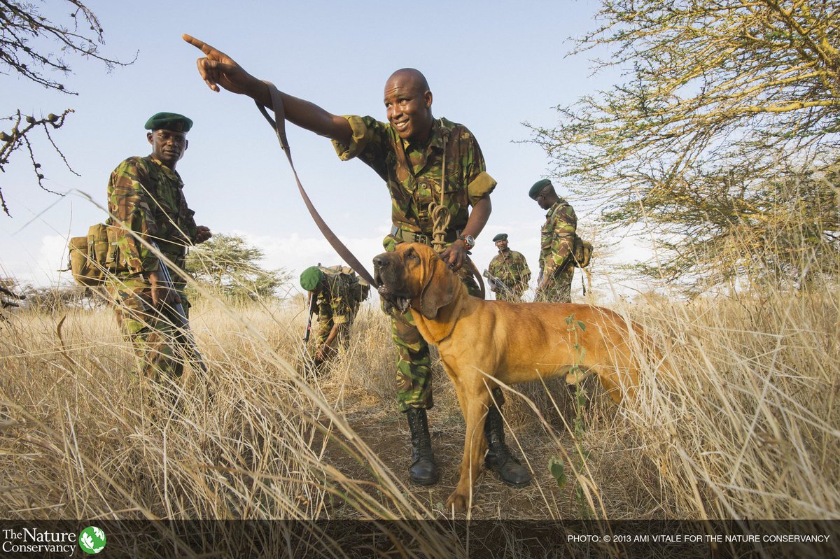 nature_org's tweet photo. To #SaveElephants, we're raising dogs. Dogs that sniff out ivory poachers. https://t.co/EmMsB4UmVG #WorldElephantDay https://t.co/SSKgJuKL0f