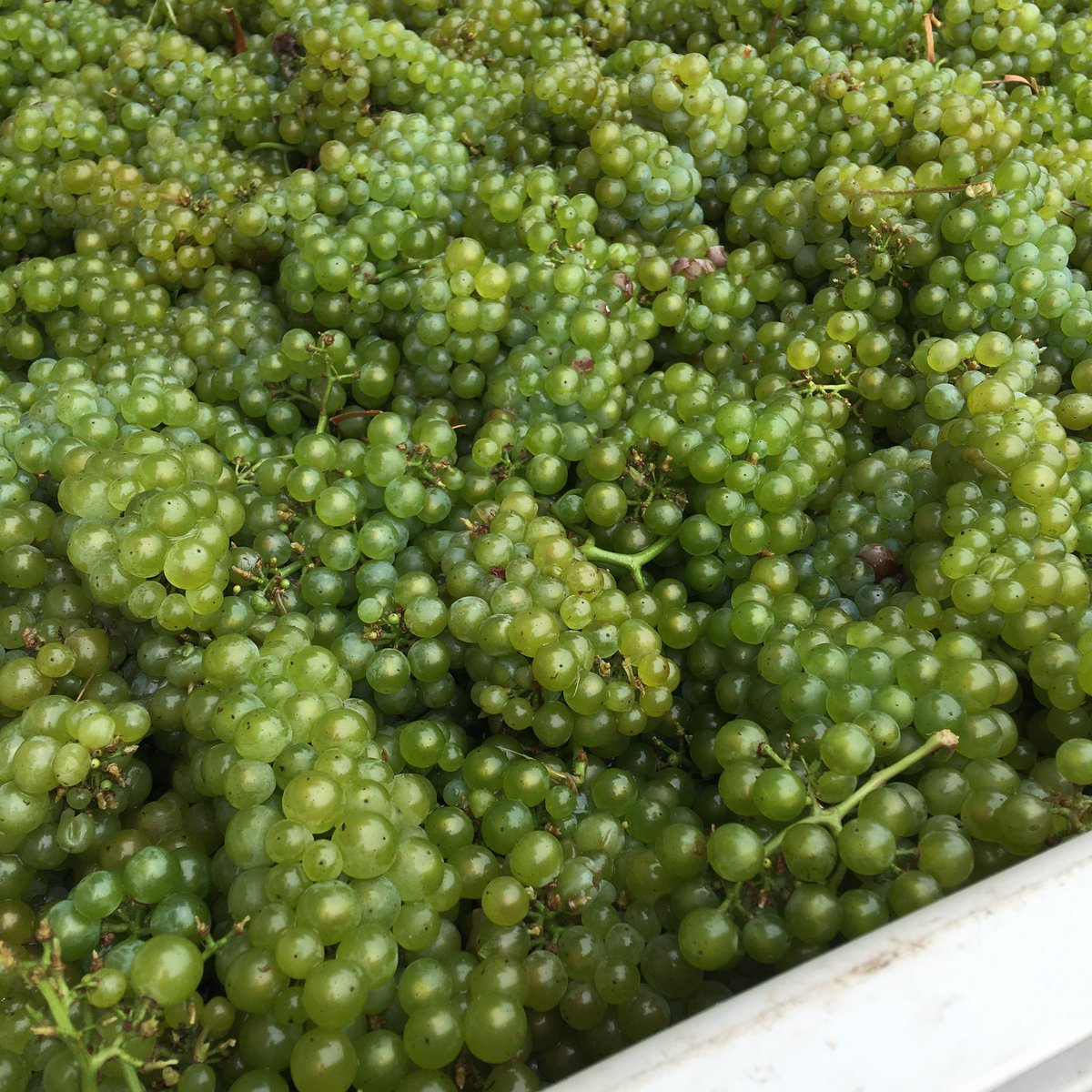 Brought in our #chardonnay this morning at <a href="/TrioneWinery/">Trione Winery</a> for our sparkling brut. #harvest16