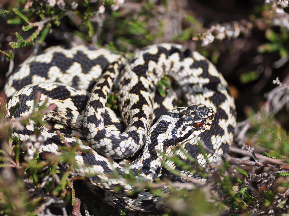 Amphibian and Reptile Conservation tweet media