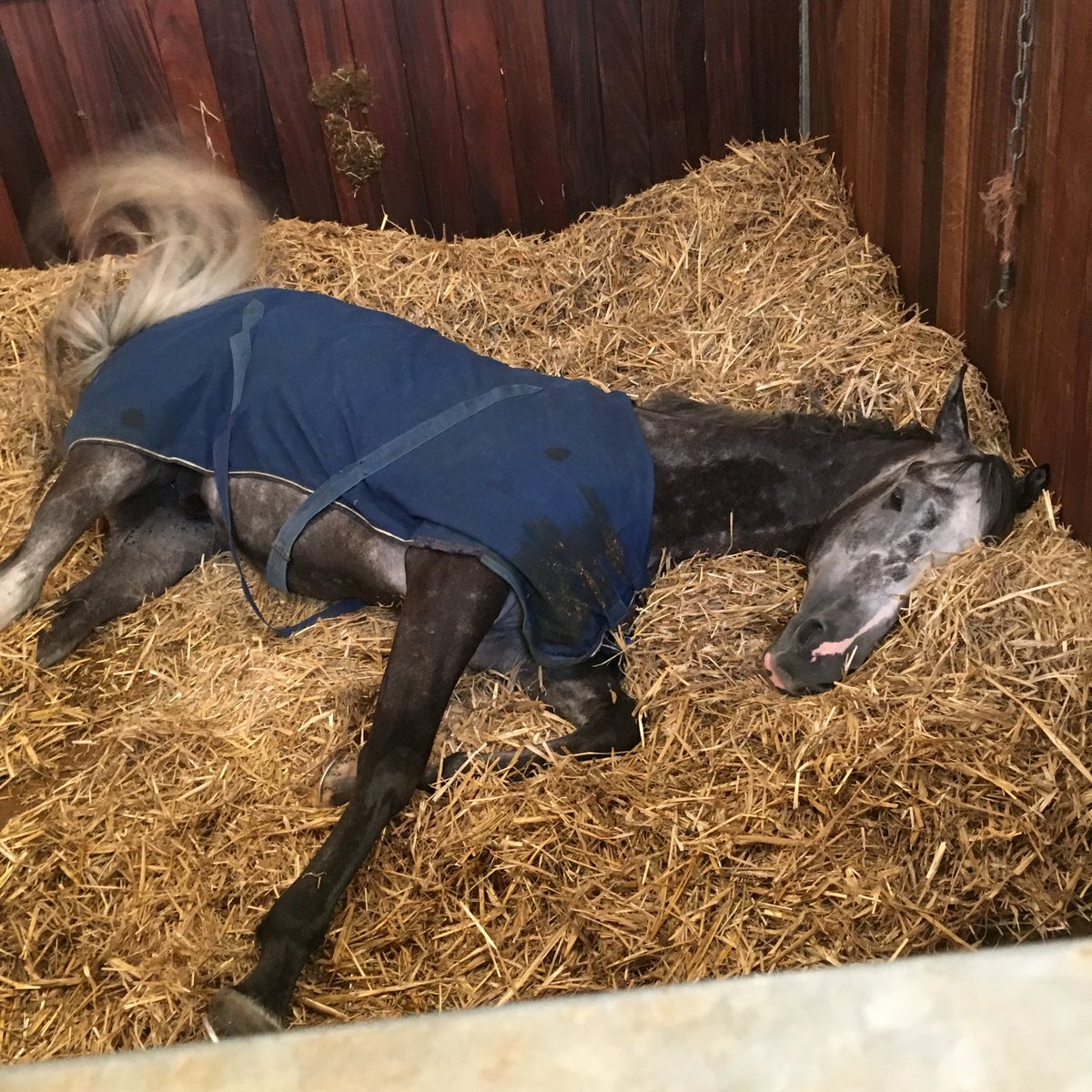 sineadburke2895's tweet image. Great run from my favourite boy Sunblazer at Newbury today #backtoform 🐎🐎