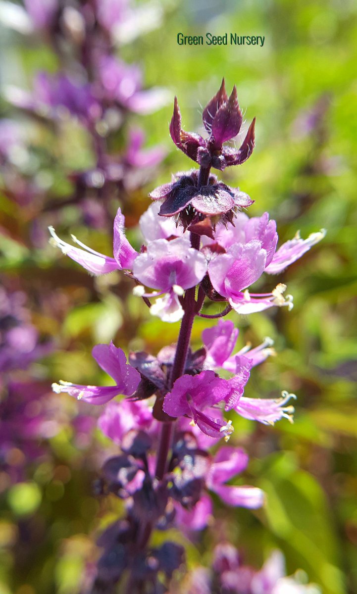 Terry_Chronistr's tweet image. When the #purple #basil goes to #bloom it's hard to pinch the flowers off, they're so pretty!!!