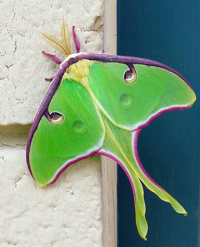 BigHappySheep's tweet image. The American Luna Moth. Howdy! #notips. #marketing.  This time illustrated.