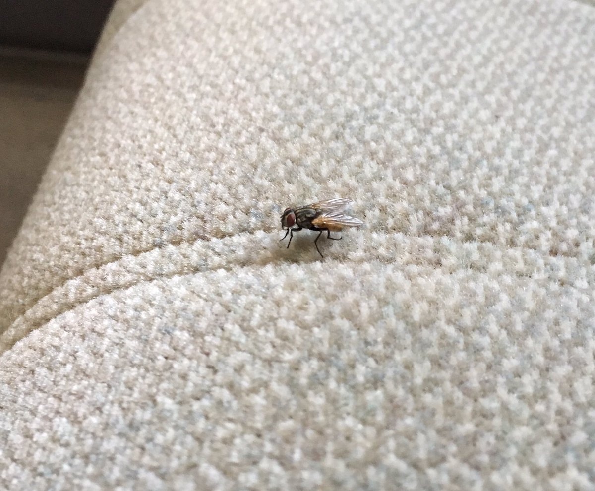 nsarmoredfrog's tweet photo. #FlyBro https://t.co/GedQqfKiQm