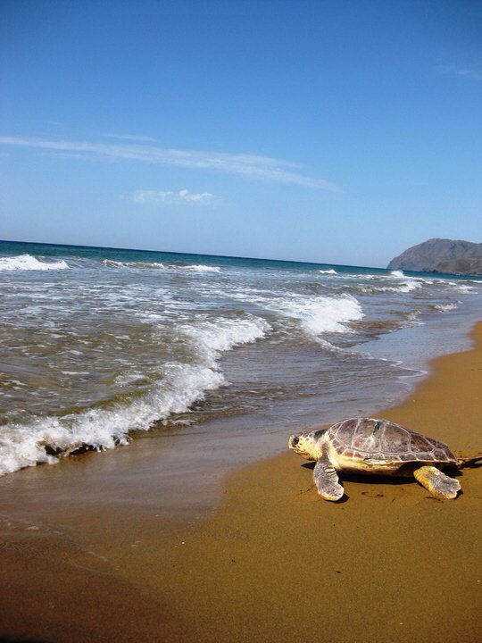 NewsMarMenor's tweet photo. It seems that loggerhead turtles return to spawn at #Calblanque. :-) https://t.co/3h44pUhjoy https://t.co/nairBSYYhu https://t.co/LZkSlbbNwm