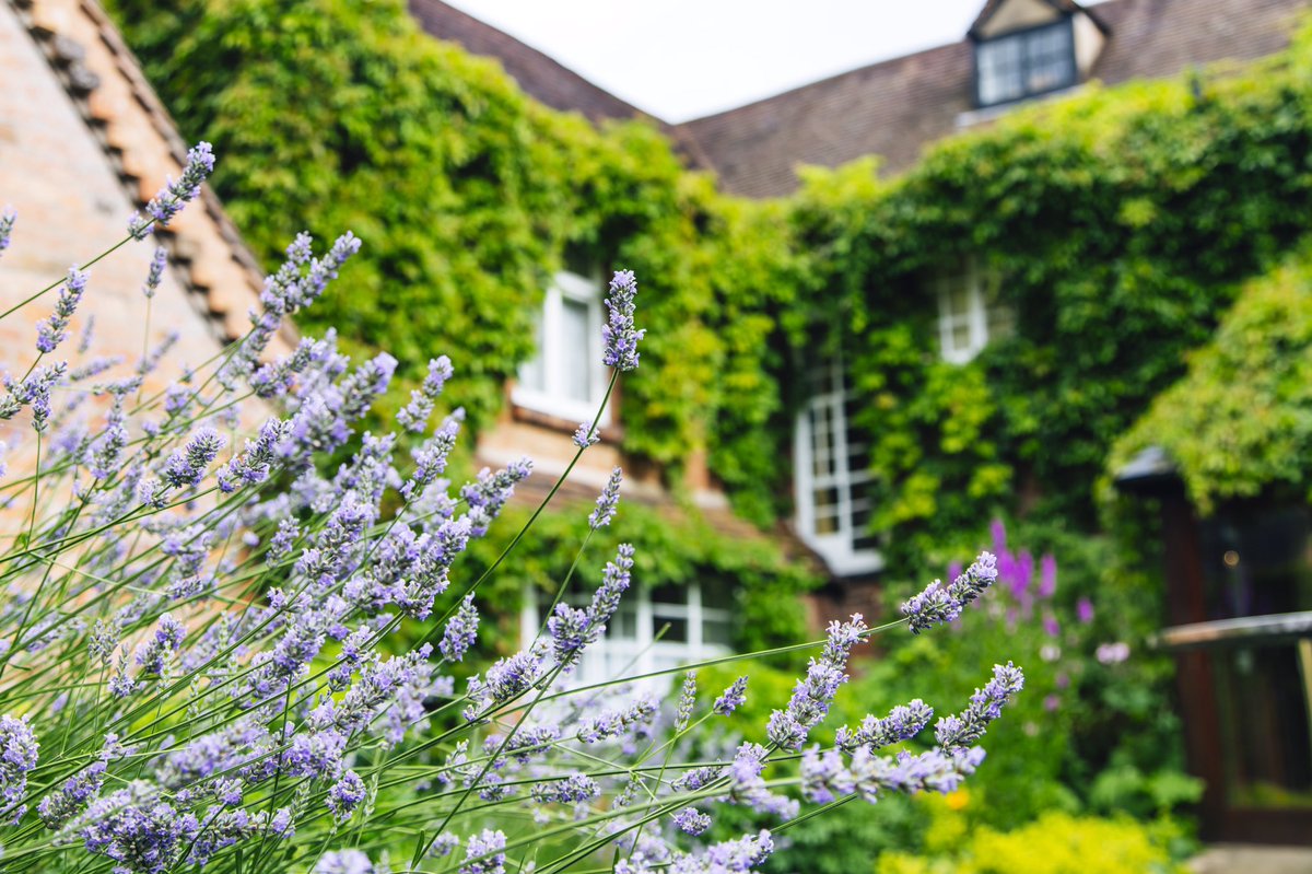 OldRectoryHouse's tweet photo. #rectoryinbloom The lavender is looking devine in the sunshine @OldRectoryHouse https://t.co/NVKiYXOWN5 https://t.co/fR5XDOnec9