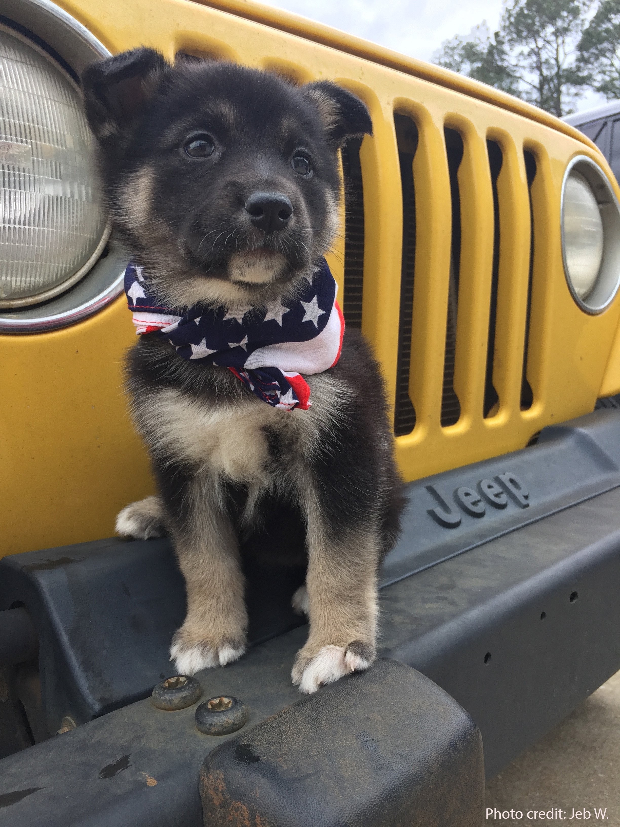 Jeep dog tag top