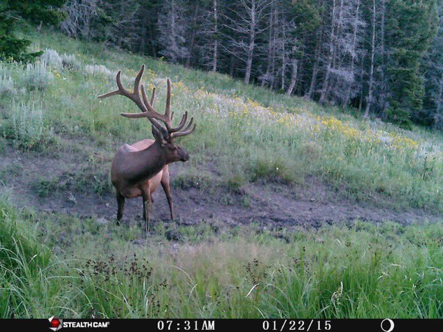 RT if you LOVE big velvet bulls. <a href="/stealthcam/">Stealth Cam</a> pictures are getting us pumped for September. #hushlife