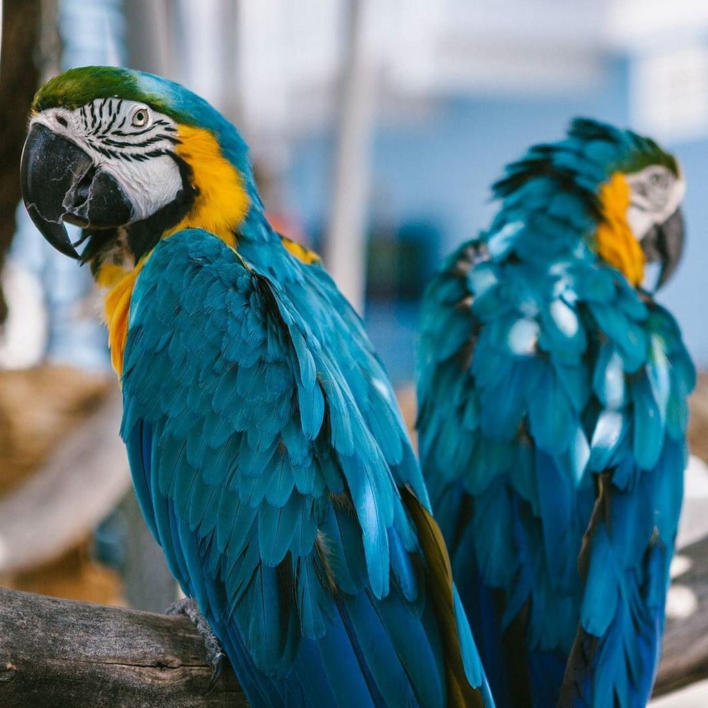scenicstates's tweet photo. #macaws outside of #saltydogcafe on #hiltonheadisland #colorful #parrot #hhi #southcarolina #islands #usa #traveler https://t.co/sbRIGMemU7