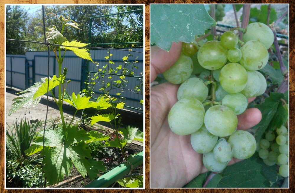 MIgorIv's tweet image. Весна-лето.