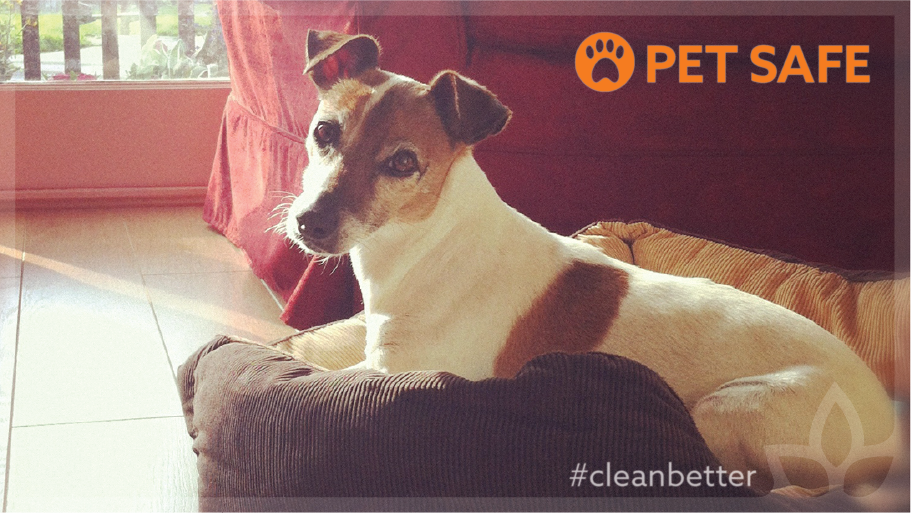 #Plantbased power. Safe 4 #families, #pets &amp; safe 4 our #planet.
#evolvemyhome #cleanbetter #greencleaning #dogs