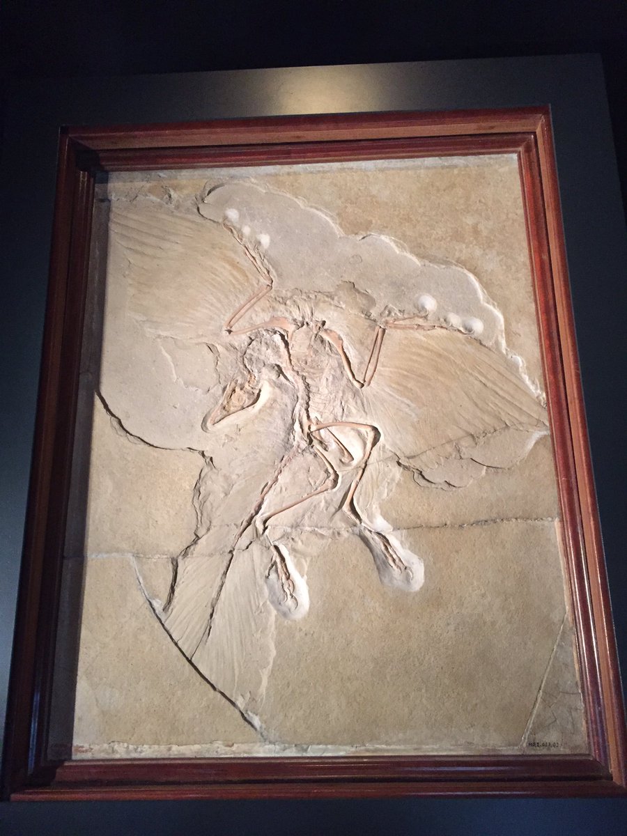 minwadhwa's tweet photo. Preview of @ESA_Rosetta exhibit and other amazing treats at the Berlin Natural History Museum #MetSoc2016 https://t.co/zTmJSkdt1J