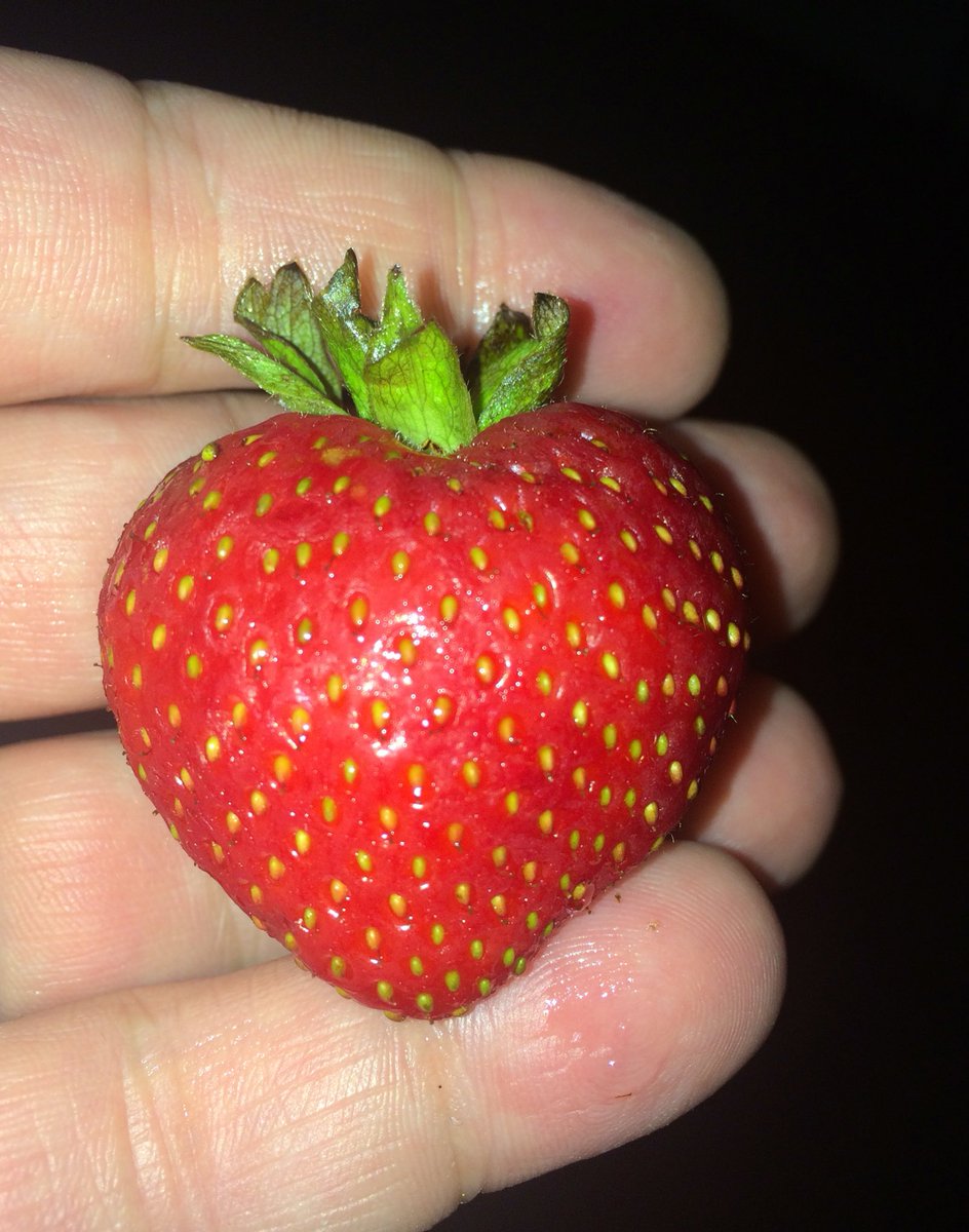 UglyFruitAndVeg's tweet image. Yes, little strawberry, I love you too! #NotImperfect #JustBeautiful 🍓❤️