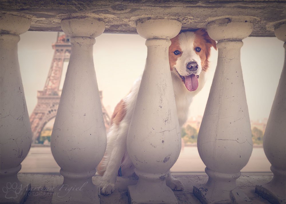 CuteGrapefruit's tweet photo. Greetings from Paris! Check out our dog tricks video!
https://t.co/U58uwVzB2Z https://t.co/plT2Sh9wH9