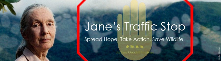 JaneGoodallInst's tweet photo. Wildlife trafficking has got to stop. You can stand with #JanesTrafficStop  - find out more: https://t.co/awqsNWNoYc https://t.co/xMkFh0t7zg
