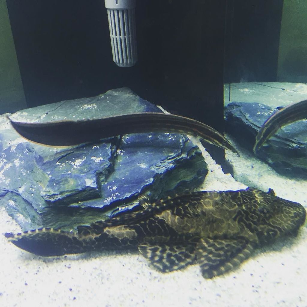 biggynath's tweet photo. So the #FireEel decided to go #chill with the #Pleco #BestMates https://t.co/RVepA6qXyJ https://t.co/n0VWqMYxx2