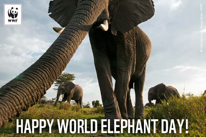 sophka_'s tweet photo. #WorldElephantDay #wwf @WWF @WWF_Deutschland @WWF_Jugend https://t.co/LCWZpxLYDw