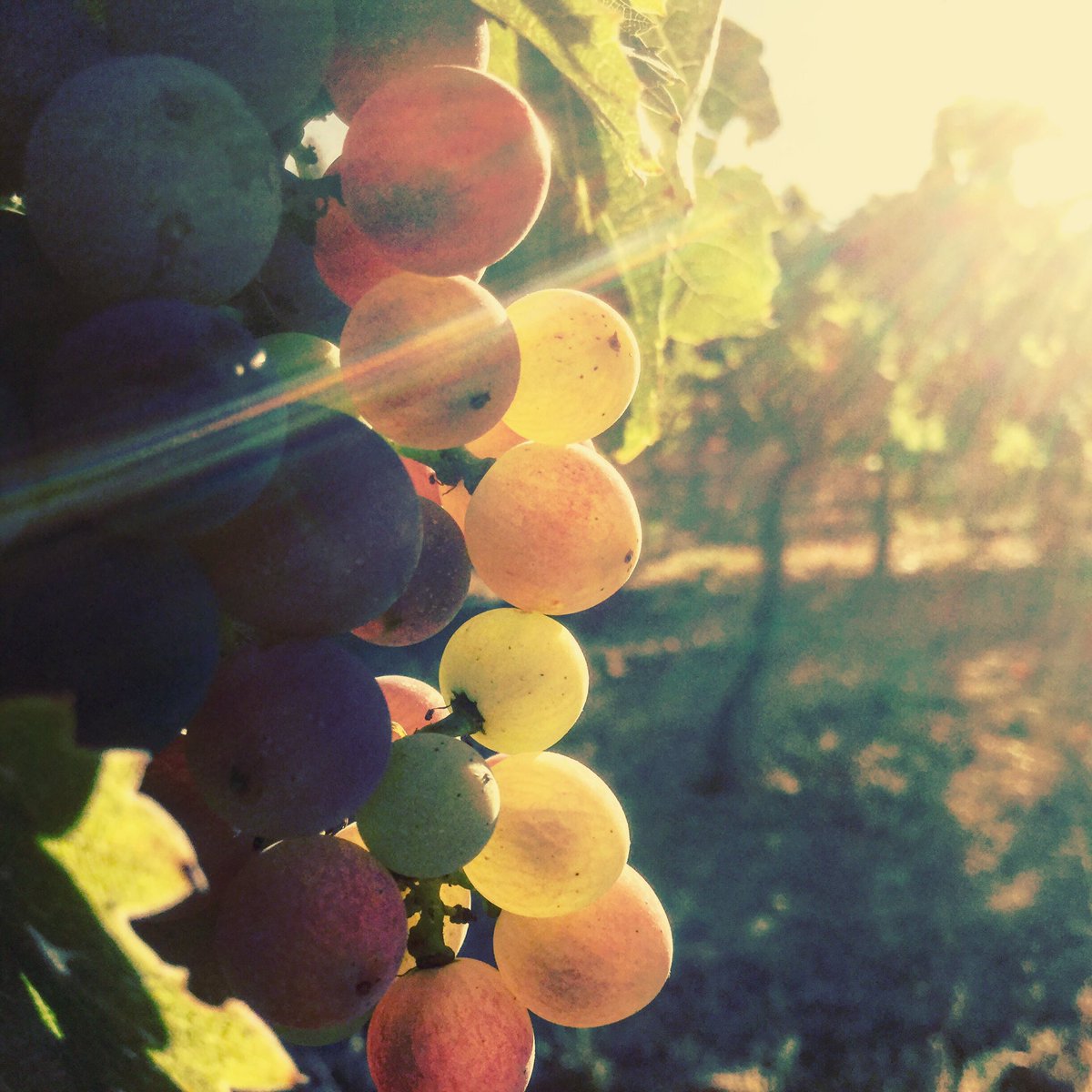 CBarbaraFores's tweet photo. Els tardets entre vinyes son un goig amb la #garbinada q ens refresca i els colors del #verolat #postadesol #gandesa https://t.co/EJdiaDlma7