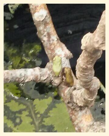 TinaBarr19's tweet photo. 2 more little frogs ....only 3 tadpoles left now!! https://t.co/9XhwsJjCr1