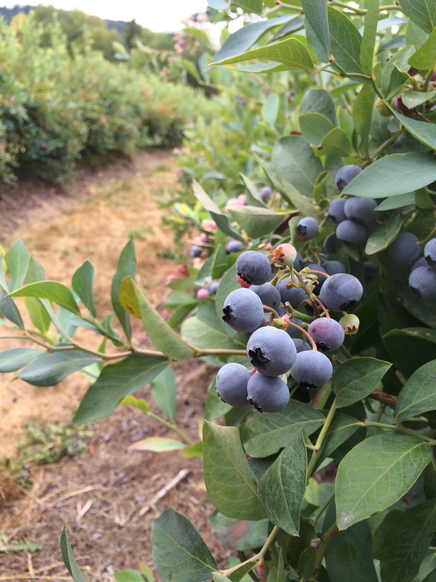 ungers's tweet photo. Some sweet blueberries just waiting to be picked. <3 https://t.co/o7iwrzBQ70