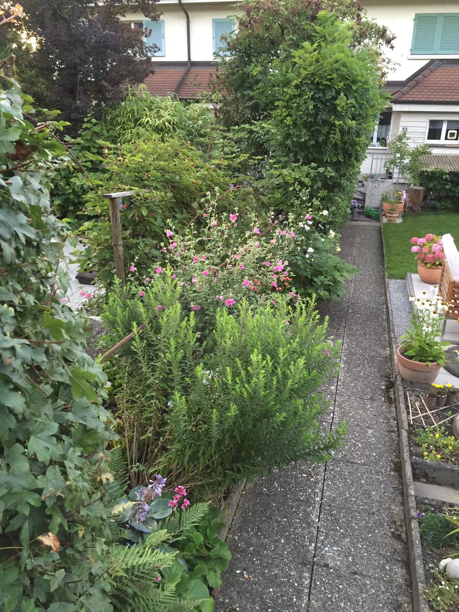 Patrick31293894's tweet photo. #garden https://t.co/elEyOPjMH2