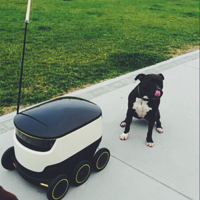 StarshipRobots's tweet photo. ‘’Stop licking your lips dog, this pizza delivery isn’t for you!’’ #starshiprobots #pizza #delivery #hellothisisdog https://t.co/obHvkRZe3c