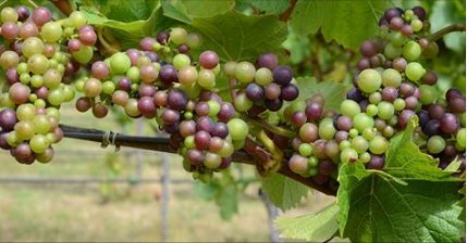 Winesellers, Ltd tweet media