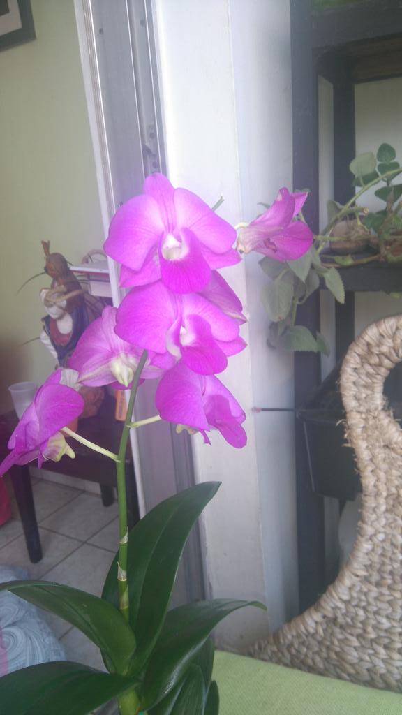 SingUrena's tweet photo. Hoy cumpliría años mi querida hija #Natashasing.  He comprado orquídeas para ella, como un homenaje a su memoria https://t.co/LHdzjVs3jM