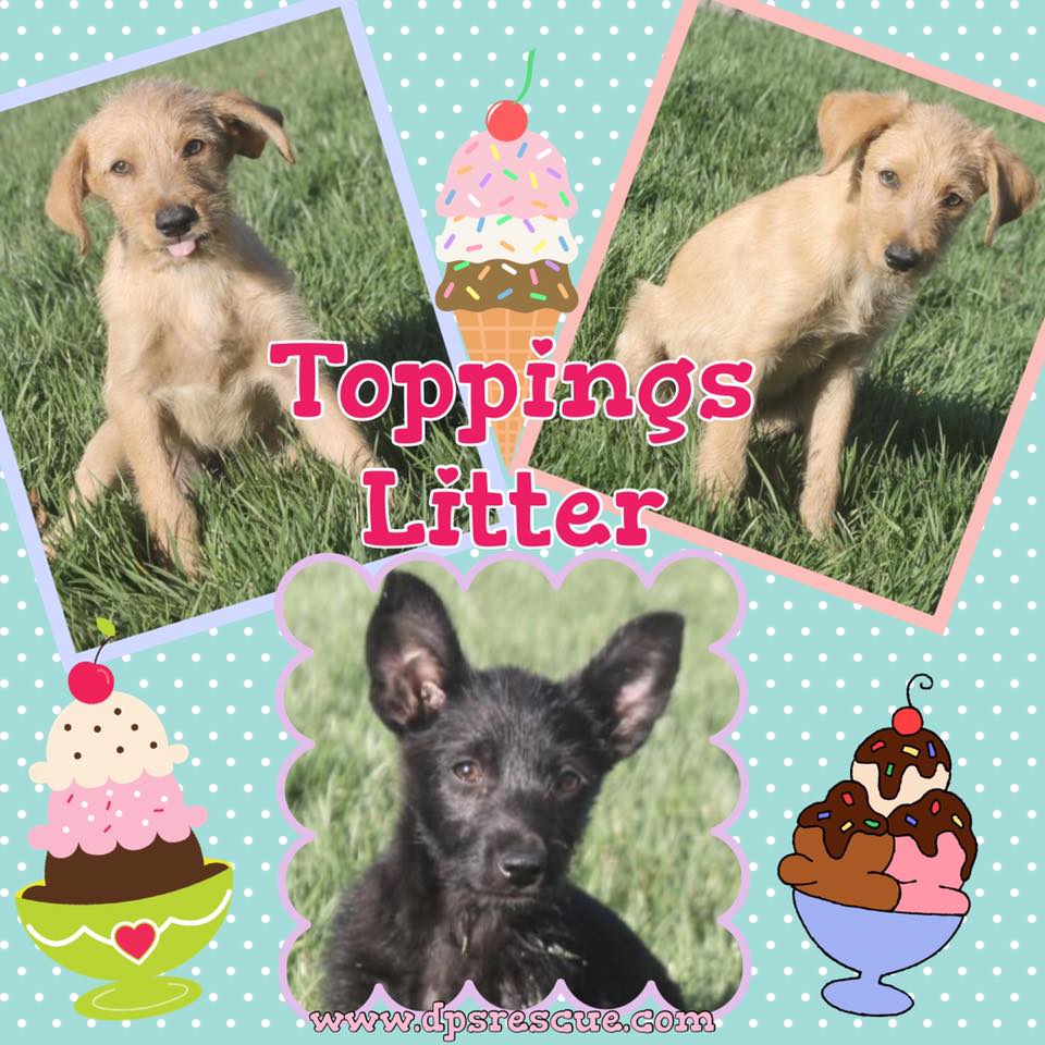 DPSRescue's tweet photo. 3 scoops of cuteness! Apply 2 adopt Toppings pups! 8 wks old #puppylove #tinyterriers https://t.co/xm6jIC93ux