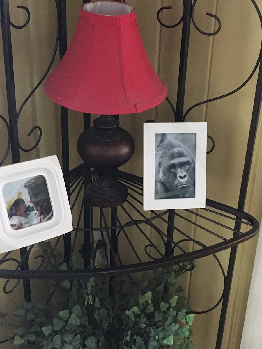 mjwalton01's tweet photo. Slowly replacing all the pictures in our house with photos of Harambe #dicksoutforharambe https://t.co/eCSygBgzEV