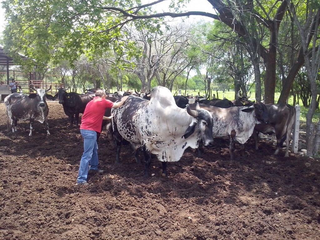 MarceloMMontiel's tweet photo. La clase y la nobleza del animal no se mide, ni por el peso o el color, se mide por el valor que le damos cada quien https://t.co/ePYmOcAgnT