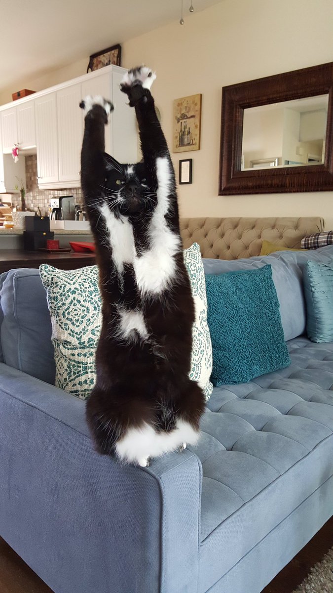goalkitty's tweet photo. #goalkitty #whostheboss #keys #majorkeys https://t.co/US5CTDPkaI
