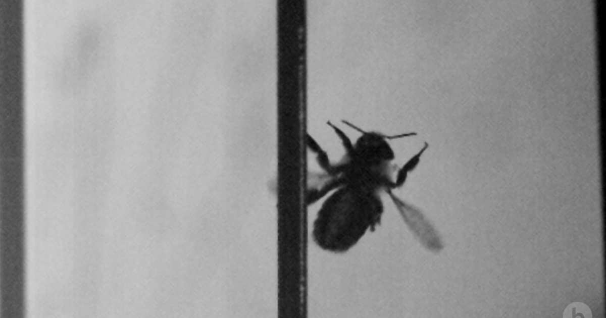 thescienceofus's tweet image. Watching bumblebees bump into things is oddly endearing: sciof.us/2aNpQkO