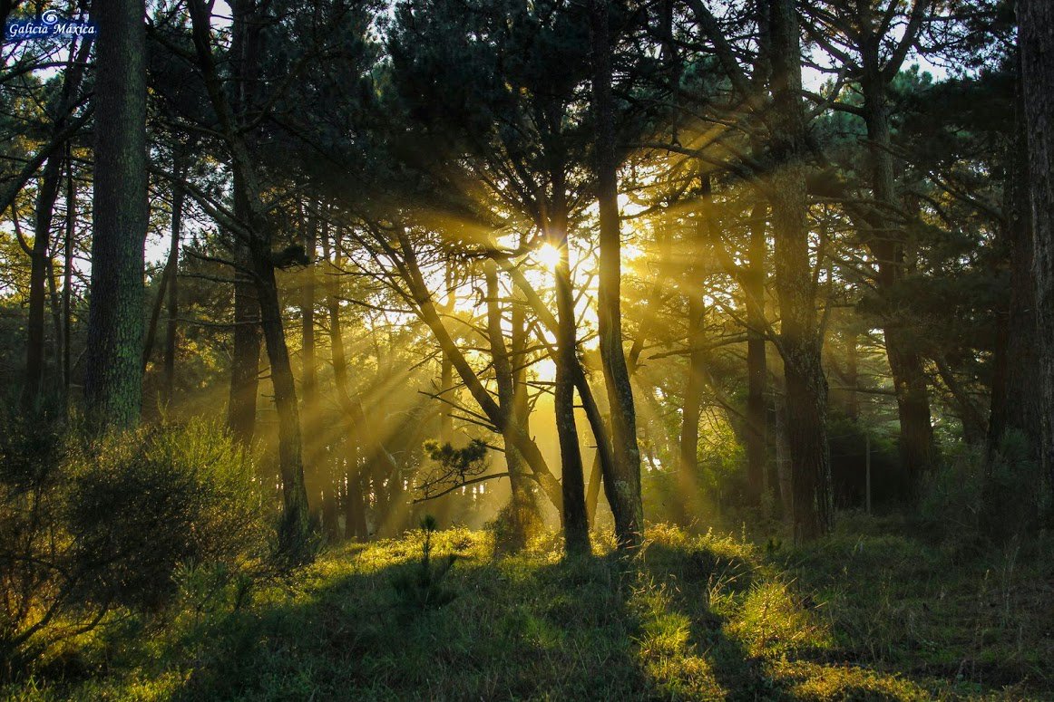 Mi sincero agradecimiento a todos los que luchan porque la magia de nuestros bosques no se apague <a href="/GaliciaMaxica/">Galicia Máxica</a>