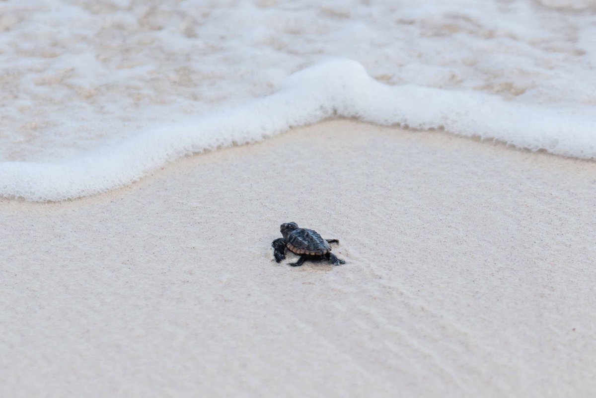 Cayman_Islands's tweet photo. Got to get in the water. #FridayFeeling https://t.co/IY8NSHMcJI