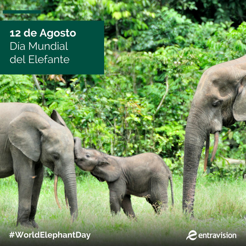 tricolor995's tweet photo. ¡Hoy es el #WorldElephantDay! ¿Cuál cualidad de este animal es la que más te sorprende? https://t.co/INCWTavum5