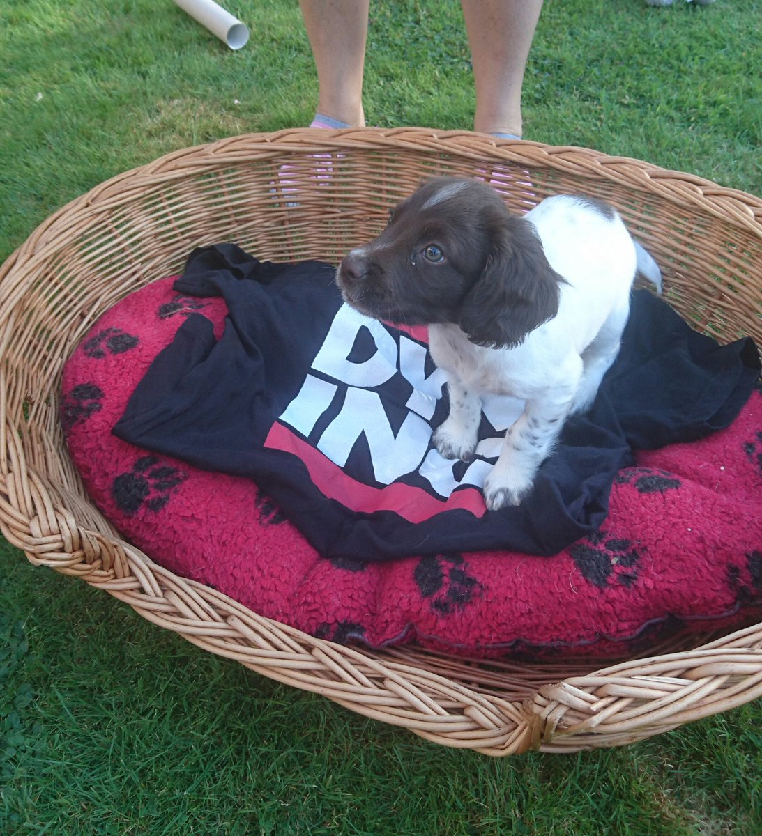 KatieGLambert's tweet photo. .@Dyn you've got yourself a mini fan! #dexterlovesyou https://t.co/Ufgt35vZhh