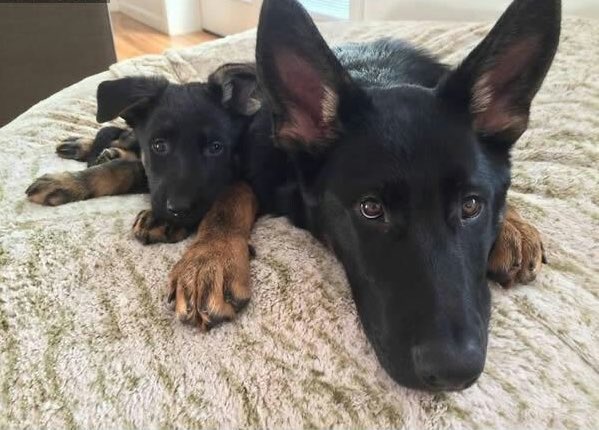 naturenchill's tweet photo. Nothing makes me happier than seeing proud dog parents with their babies 😭😍 https://t.co/6niX0IHVeR