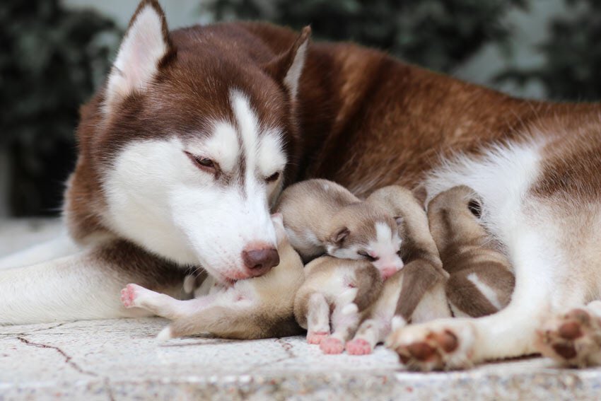 naturenchill's tweet photo. Nothing makes me happier than seeing proud dog parents with their babies 😭😍 https://t.co/6niX0IHVeR