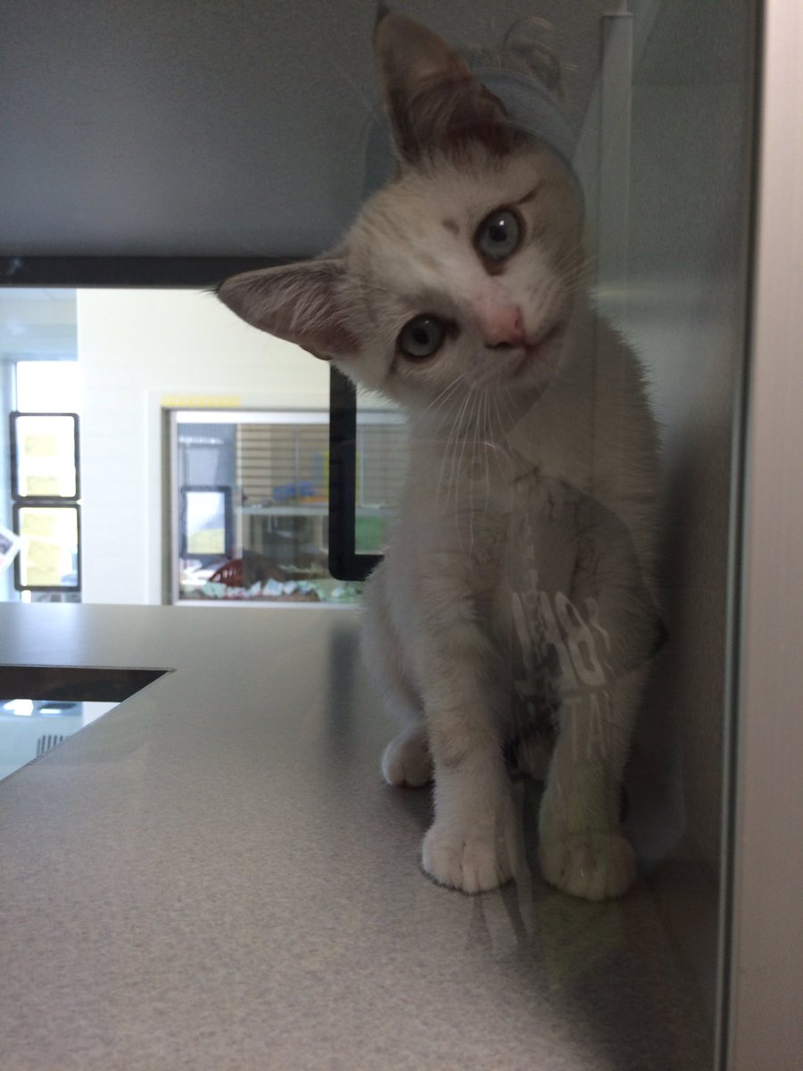 Meet Phoebe, Ross, Rachel and Monica the beautiful blue eyed litter! All kittens and cats are still $25 off!🎉