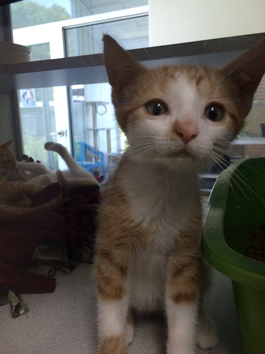 IC Animal Center tweet media