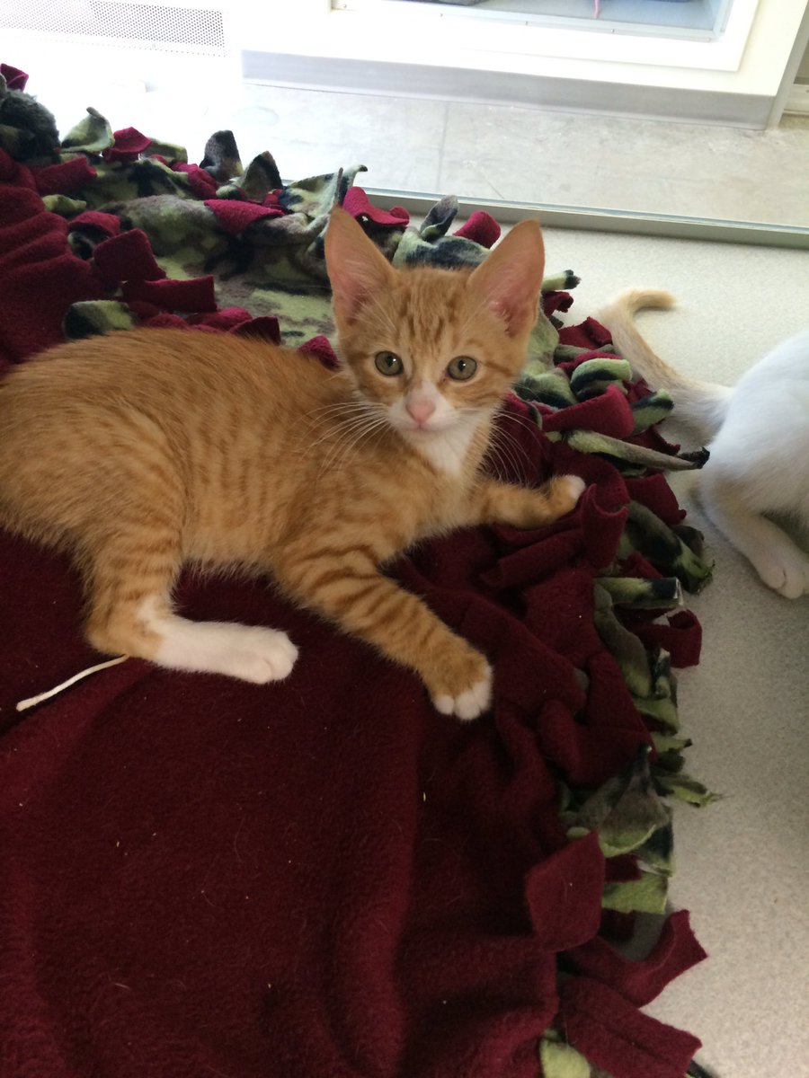 IC Animal Center tweet media