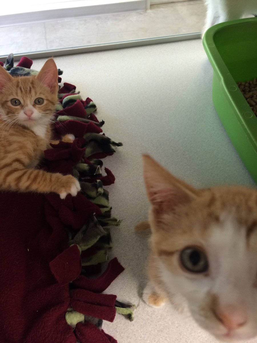 IC Animal Center tweet media