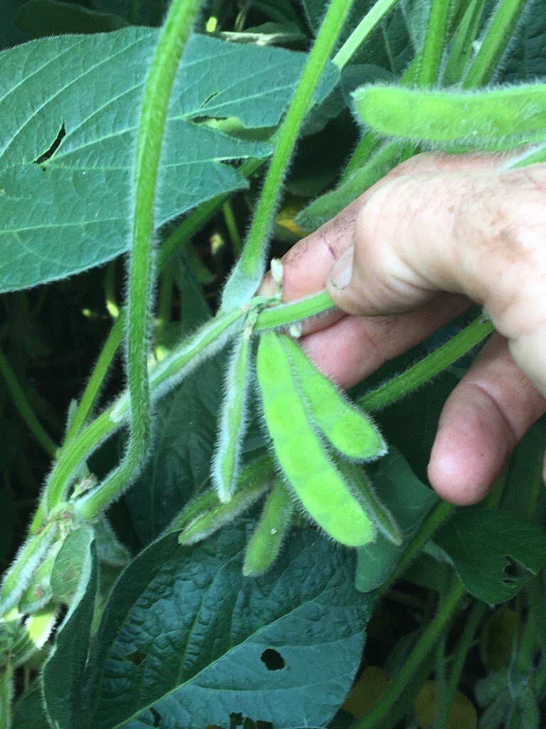blchristiansen's tweet photo. @DuPontPioneer P28T08R #soybeans #5beanpod in neighbors field close to @BrummelsEd warehouse. https://t.co/aMNPrP2Bjc