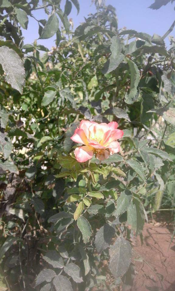 jjonesster's tweet photo. It blossoms and flourishes; it grows every day.

Even in this land, so broken and grey. https://t.co/gawqjJB0gz